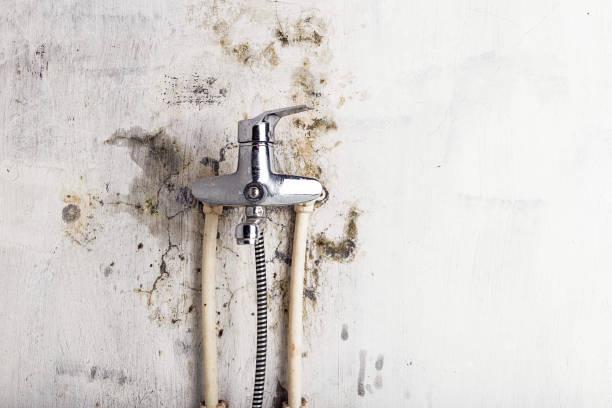 Best Mold Testing  in Warrenton, VA