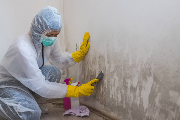 Best Certified Mold Removal  in Warrenton, VA
