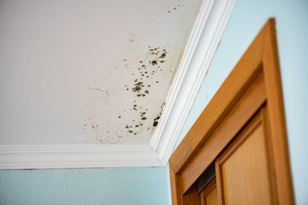 Best Mold Remediation  in Warrenton, VA