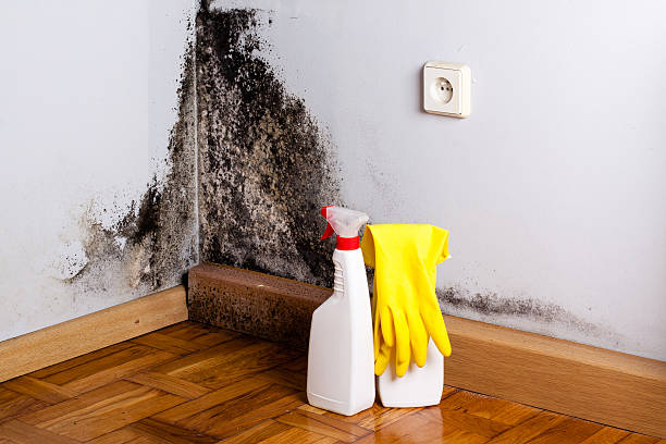 Best Home Mold Removal  in Warrenton, VA