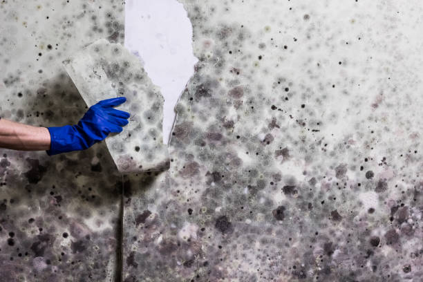 Certified Mold Removal in Warrenton, VA